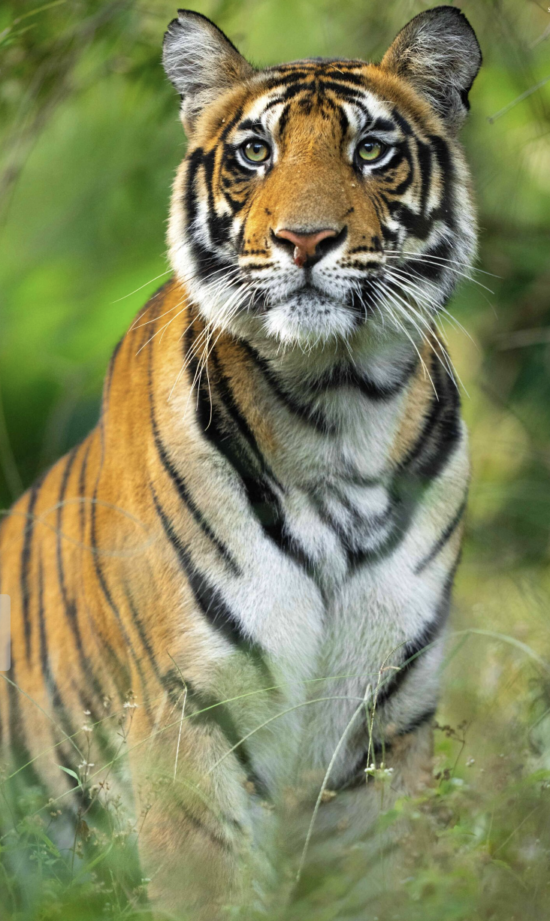 Indian Wildlife | Ameliya Safari itineraries | Tigers and Taj Mahal